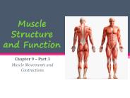 Muscle Structure and Function