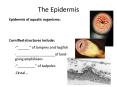 The Epidermis PowerPoint PPT Presentation