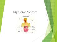Digestive System