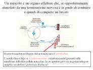 Presentazione di PowerPoint