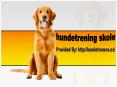 Hundeskole: La hunden din bli mannered i samfunnet PowerPoint PPT Presentation
