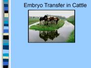 Embryo Transfer