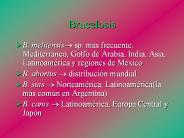 Brucelosis
