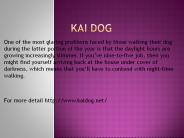 kai dog