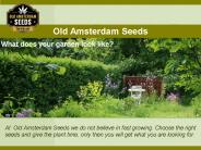 Regular & Feminized seeds - Old Amsterdam Seeds