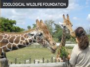About ZWF Miami