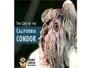 The Life of the California Condor