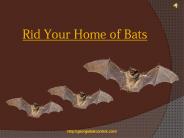 Rid Your Home of Bats
