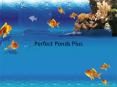 Pond Advice In Bristol - Perfect Ponds Plus (1) PowerPoint PPT Presentation