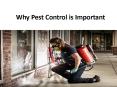 Why pest control is important PowerPoint PPT Presentation
