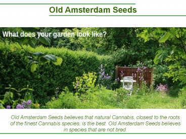 Best Seeds , Best Nutrition Advice - Old Amsterdam Seeds