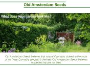 Best Seeds , Best Nutrition Advice - Old Amsterdam Seeds