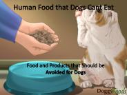 Food Harmful for Dogs- what Dogs Shouldnt Eat