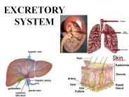 Excretory System