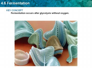 KEY CONCEPT Fermentation occurs after glycolysis without oxygen.