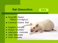 Rat Dissection PowerPoint PPT Presentation