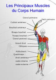 Les%20Principaux%20Muscles%20du%20Corps%20Humain