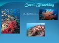 Coral Bleaching PowerPoint PPT Presentation