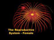 The%20Reproductive%20System%20-%20Female