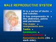 MALE%20REPRODUCTIVE%20SYSTEM PowerPoint PPT Presentation