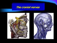 The cranial nerves