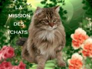 La mission des chats