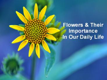 Flowers & Their Importance In Our Daily Life