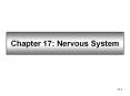 Chapter 17: Nervous System PowerPoint PPT Presentation