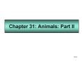 Chapter 31: Animals: Part II PowerPoint PPT Presentation