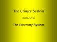 The Urinary System also known as The Excretory System PowerPoint PPT Presentation