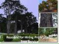 Reasons for hiring professional tree service PowerPoint PPT Presentation