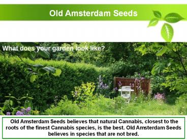 Best Nutrition Advice - Old Amsterdam Seeds