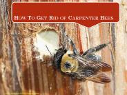 How To Get Rid of Carpenter Bees