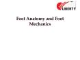 Basic Foot Anatomy and Foot Mechanics - Liberty Shoes Online