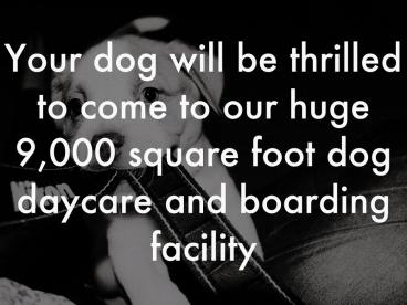 Dog Bathing in Apple Valley MN