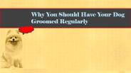 Why You Should Have Your Dog Groomed Regularly