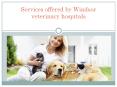 Services offered by Windsor veterinary hospitals PowerPoint PPT Presentation