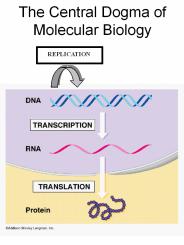 The%20Central%20Dogma%20of%20Molecular%20Biology