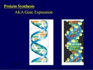 Protein Synthesis