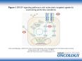 Prat A and Baselga J (2008) The role of hormonal therapy in the management of hormonal-receptor-positive breast cancer with co-expression of HER2 Nat Clin Pract Oncol doi:10.1038/ncponc1179 PowerPoint PPT Presentation