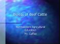 Breeds of Beef Cattle PowerPoint PPT Presentation