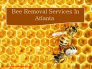 Bee Removal Services in Atlanta