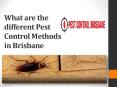 What are the different Pest Control Methods in Brisbane PowerPoint PPT Presentation
