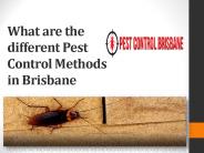 What are the different Pest Control Methods in Brisbane