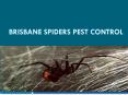 Brisbane Spiders Pest control PowerPoint PPT Presentation