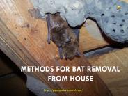 Methods for Bat Removal From House