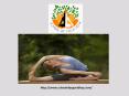 Forest Yoga Therapy Ayurveda Treatments, Teacher Training Program in Vacation PowerPoint PPT Presentation