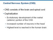 Central Nervous System (CNS)