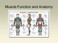 Muscle Function and Anatomy PowerPoint PPT Presentation