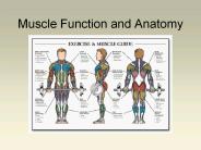Muscle Function and Anatomy